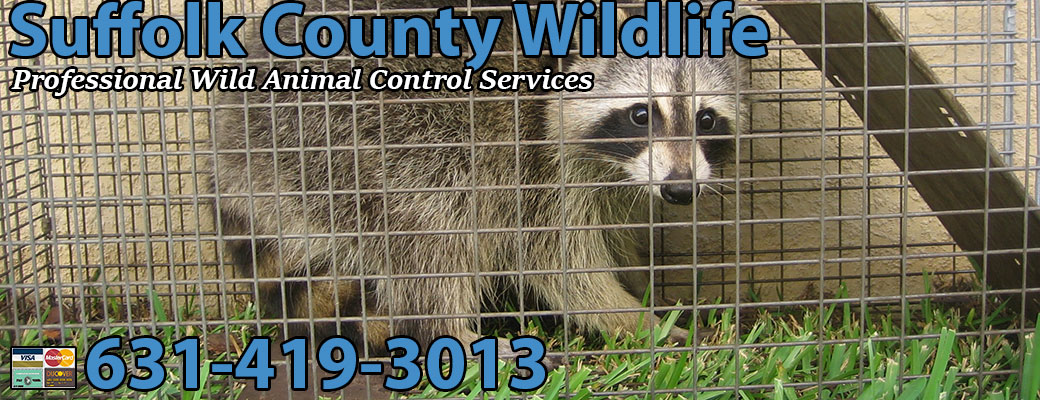 Professional Wildlife Control Suffolk County Wild Animal Removal Pest  Critter Rodent Exterminator New York